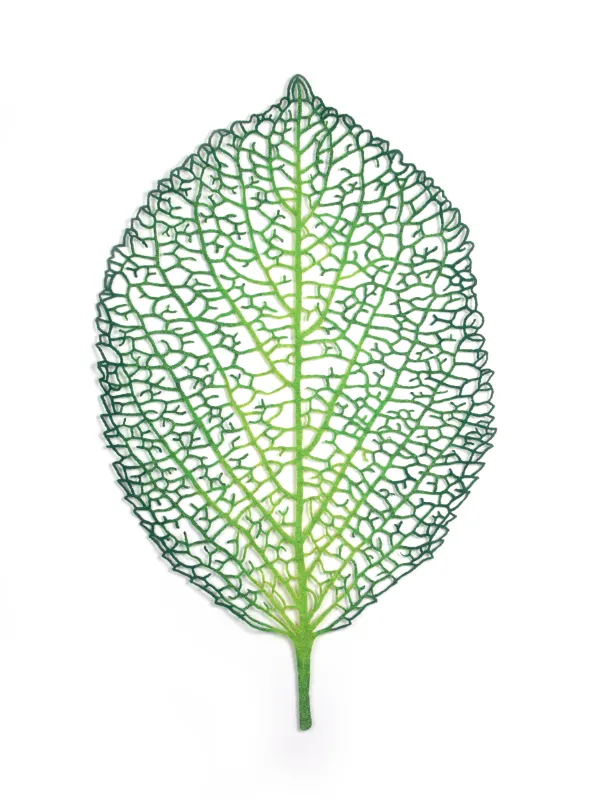 Hydrangea Leaf (2018) by Meredith Woolnough