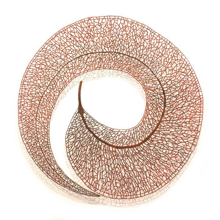 Scribbly gum leaf by meredith Woolnough