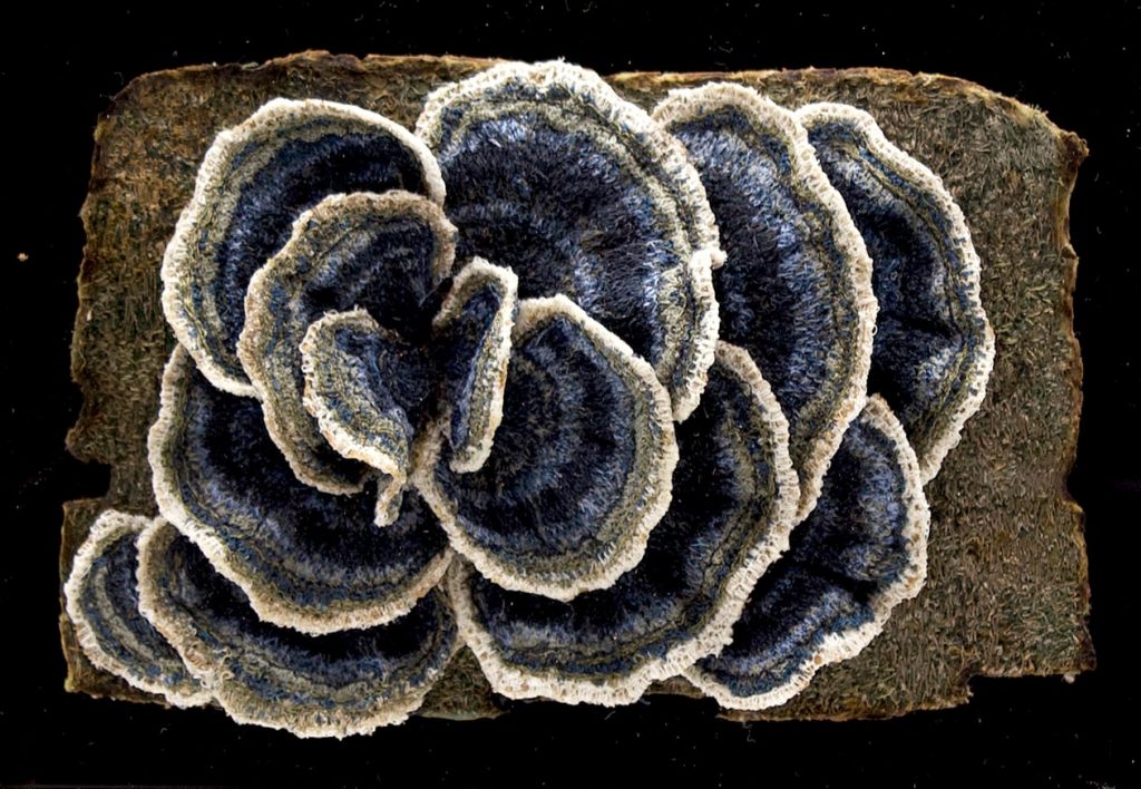 Amanda Cobbett textile artist inspired by nature