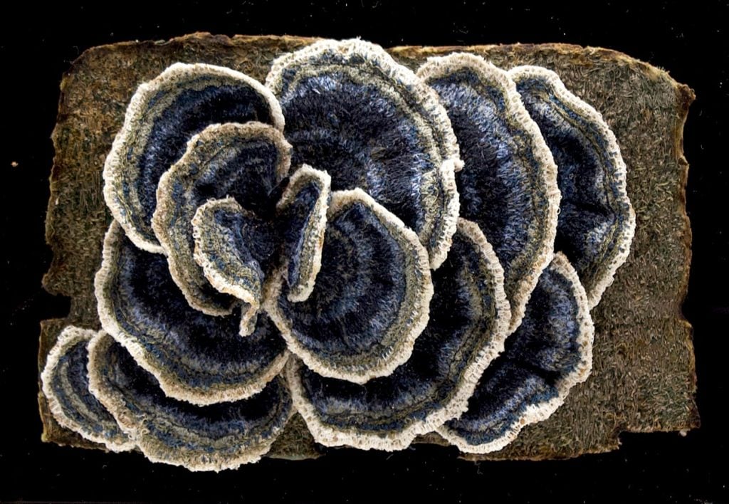 Amanda Cobbett textile artist inspired by nature